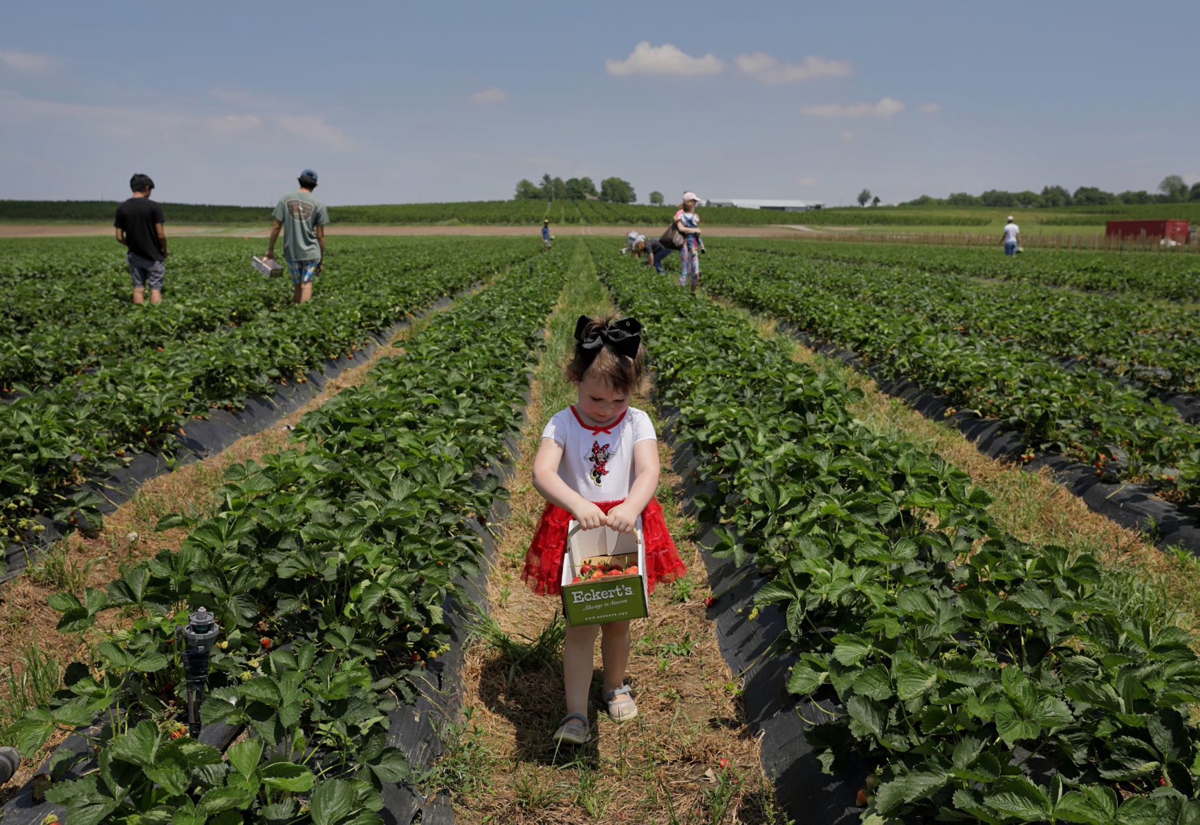 Strawberry picking season